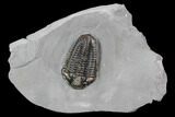 Calymene Niagarensis Trilobite - New York #99011-1